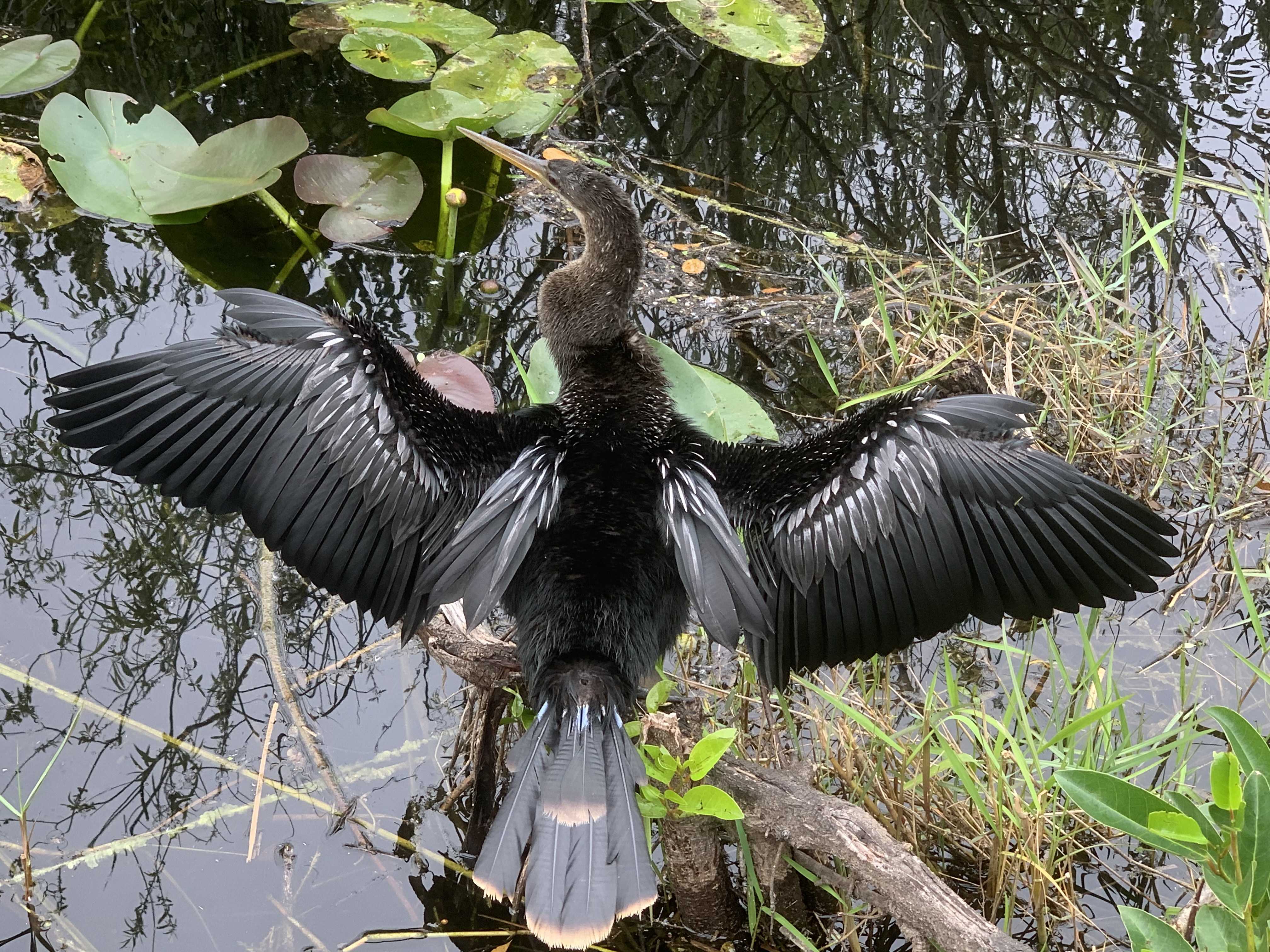 An anhigna drying her wings